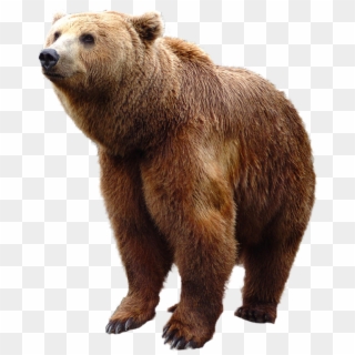 Grizzly Bear Standing Png Image - Bear Png Clipart
