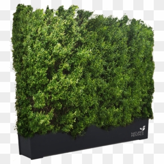 Get Hedges Png - Green Wall Photoshop Png Clipart
