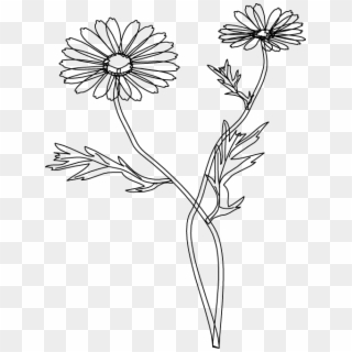 Stoke Flower Vector - Chamomile Clipart
