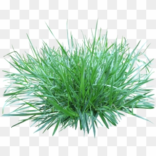 Nature - Ornamental Grass Png Clipart