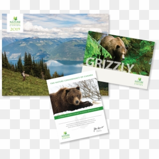 Grizzly Bear , Png Download Clipart
