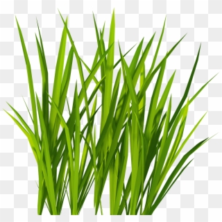 Green Grass Png Clipart