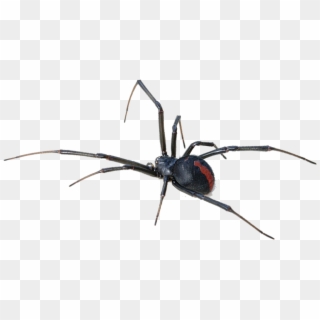 Download Black Widow Spider Transparent Background - Red Back Spider Oman Clipart