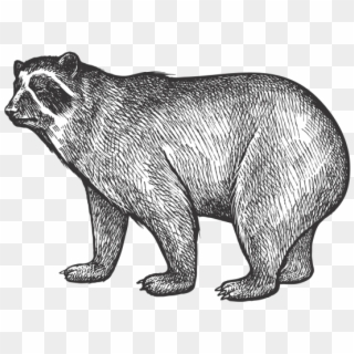 Bear - Ciclo Circadiano Animales Clipart