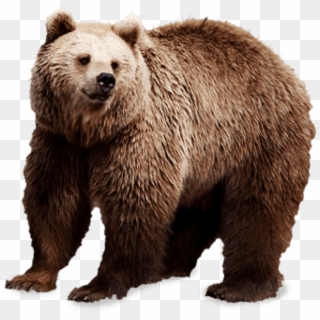 Download Brown Bear Png Images Background - Bear With No Background Clipart