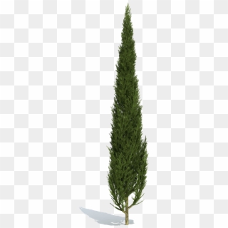 Cutout Plant Shrub - Cypress Tree Png Clipart