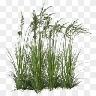 Long Grass Png Image Background - Tall Grass Png Clipart