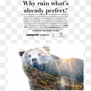 Grizzly Bear - Patagonia Print Advertising Clipart