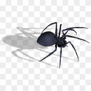 Download - Transparent Black Widow Spider Clipart