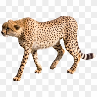 Share This Article - Transparent Cheetah Png Clipart