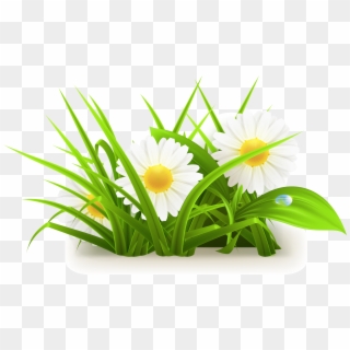 Common Daisy Flowers - Grass & Flower Png Clipart