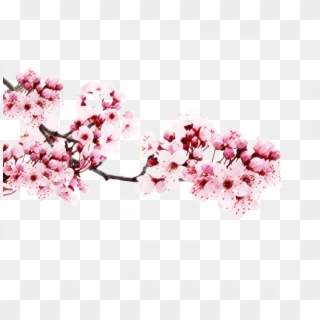 Japanese Flowers Transparent Background Clipart