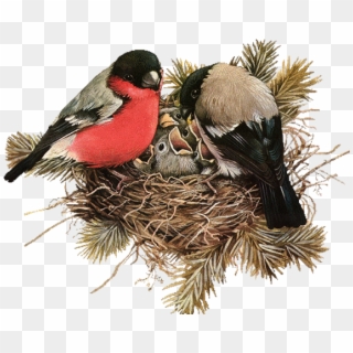 Nest Png File Download Free - Bird Clipart