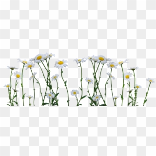 Daisies Png - รูป ตกแต่ง Png Clipart