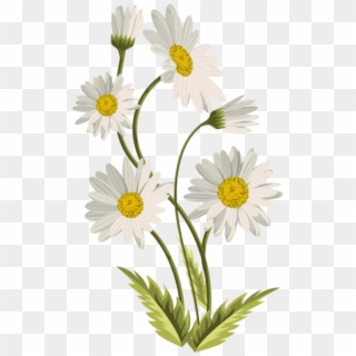 Free Png Download Daisies Transparent Png Images Background - Daisies Transparent Clipart