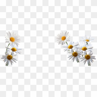 Http - //www - Stronge - Org - - Oxeye Daisy Clipart