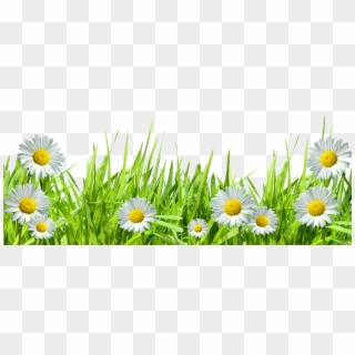 Grass And Flowers Png Clipart