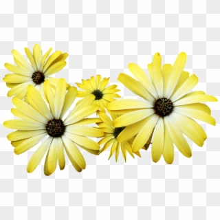 Daisies, Yellow, Flowers, Garden, Nature - African Daisy Clipart