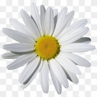 Camomile Png In High Resolution - Daisy Png Clipart