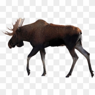Moose Png Image - Reindeer Clipart