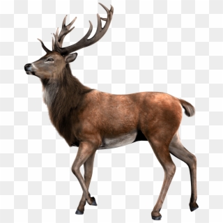Standing Moose Render Png Image - Transparent Background Deer Png Clipart