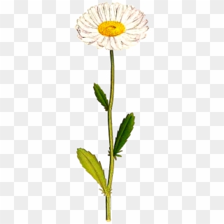 This Free Icons Png Design Of Oxeye Daisy Clipart