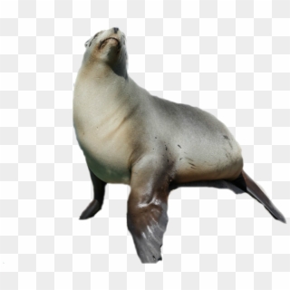 Harbor Seal Png Image Transparent - Australian Fur Seal Png Clipart