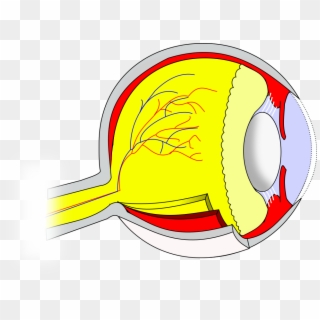 Ch14 Eye Sagittal - Circle Clipart