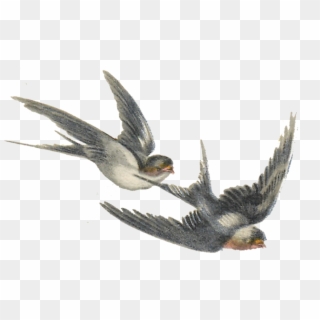 Birds Archives - Swallow Illustrations Clipart