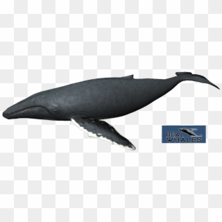 Humpback Whale Png - Humpback Whale Transparent Clipart