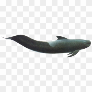 Short Finned Pilot Whale - Short Finned Pilot Whale Png Clipart