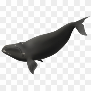 Semi Kaitai 1 - Killer Whale Clipart