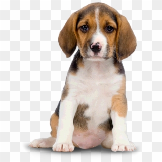 Puppy Dog Png For Web - Transparent Cute Dog Png Clipart