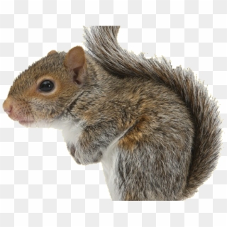 Transparent Background Grey Squirrel Clipart - Png Download