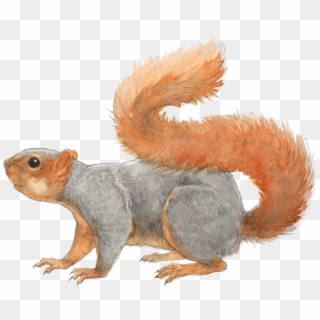 1800 X 1431 0 - Eastern Fox Squirrel Drawing Clipart