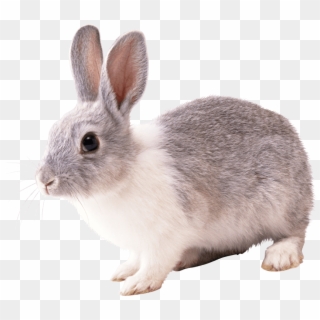 Free Png Download Gray And White Rabbit Png Images - Transparent Background Rabbit Png Clipart