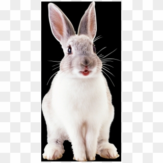 Free Rabbit Png Images - Белый Кролик Png Clipart