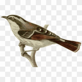 Illustration Of A Bird Perched On A Branch - Bird On Branch Illustration Clipart