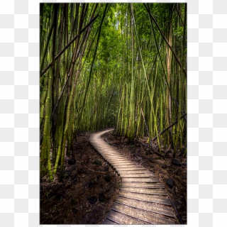 750 X 750 3 - Bamboo Forest Clipart