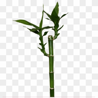 Lucky Bamboo Png , Png Download Clipart