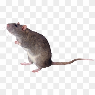 Mouse, Rat Png Image - Tikus Png Clipart