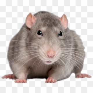 Mouse, Rat Png Image - Mouse Animal Transparent Clipart