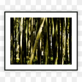 Bamboo , Png Download Clipart