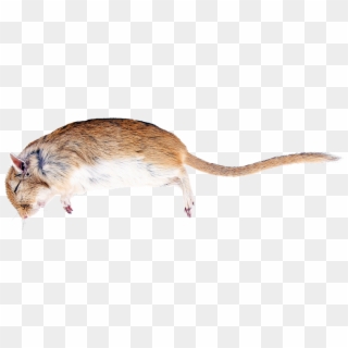 Rat, Death, Creature, Nature, Die, Mammal - Dead Mouse Animal Transparent Clipart