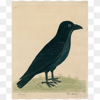 #8-raven (p 229) John Derian Company Inc - Fish Crow Clipart