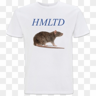 Rat - Funny Civil Engineer Quotes Clipart