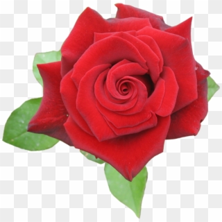 Rose Red Png By Aidana2010 On Clipart Library - Rose Red Png Transparent Png