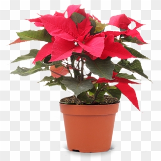 Seasonal Plants - Garden Plant Png Clipart