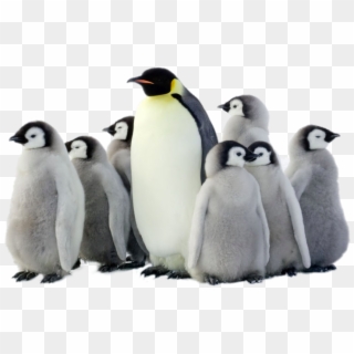 Penguin Png Pic - Penguin Png Clipart