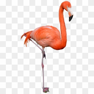 Flamingo - Flamingo Png Clipart
